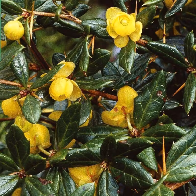 2 piante di Berberide - Berberis frikartii 'Amstelveen' | Altezza: 25-30 cm, fornite in vaso