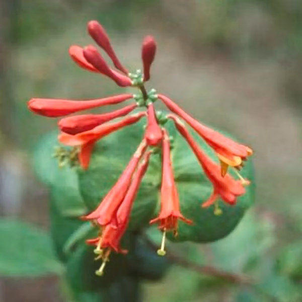 2 piante di Caprifoglio (Lonicera brownii 'Dropmore Scarlet') | Altezza: 50-60 cm, in vaso