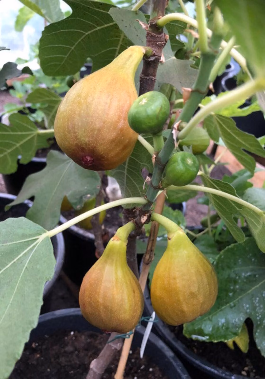 Ficus carica Bornholms fusto diamantato 100-120 cm - Fico - Pianta rustica - Pianta da giardino