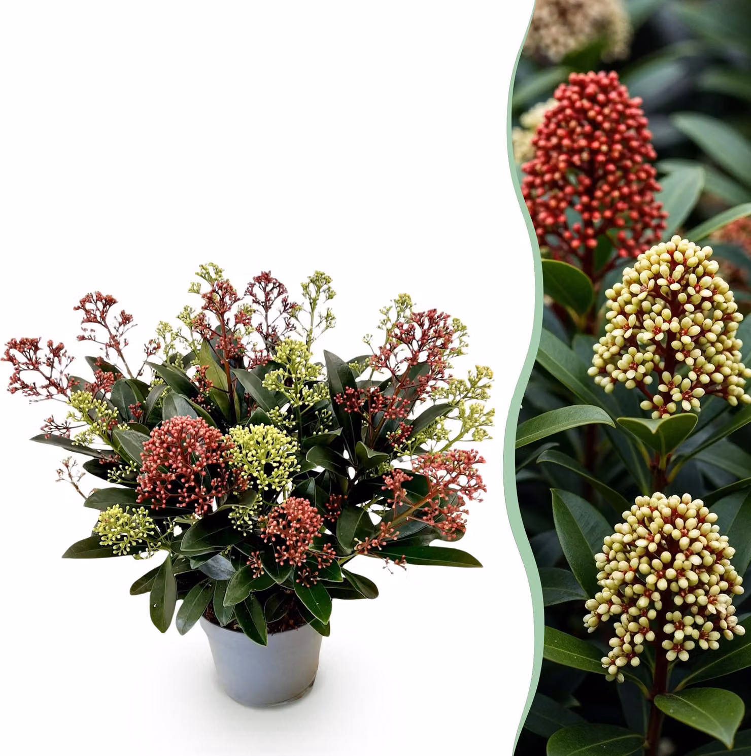 Skimmia japonica Festival - Fiore bianco e rosso - 15+ fiori - resistente - 30cm - Ø15cm - Pianta da giardino