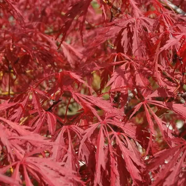 Acero giapponese a foglie rosse, varietà 'Garnet' | 60-80 cm in vaso