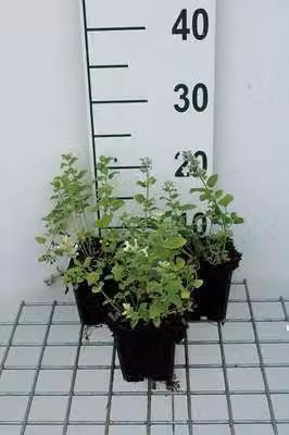 6 x Nepeta racemosa 'Snowflake' - Erba gatta - vaso 9 x 9 cm