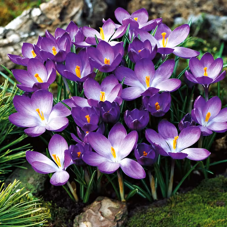 Crocus di primavera Ruby Giant 10 pz. Bulbi di croco bulbi di croco