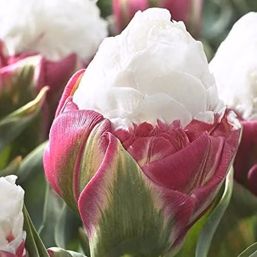 Bulbi di tulipano resistenti al freddo, perenni - Ice Cream - 10 bulbi - Piante vere provenienti dall'Olanda - Tulipani per giardino e balcone (bulbi grandi, non semi, non artificiali)