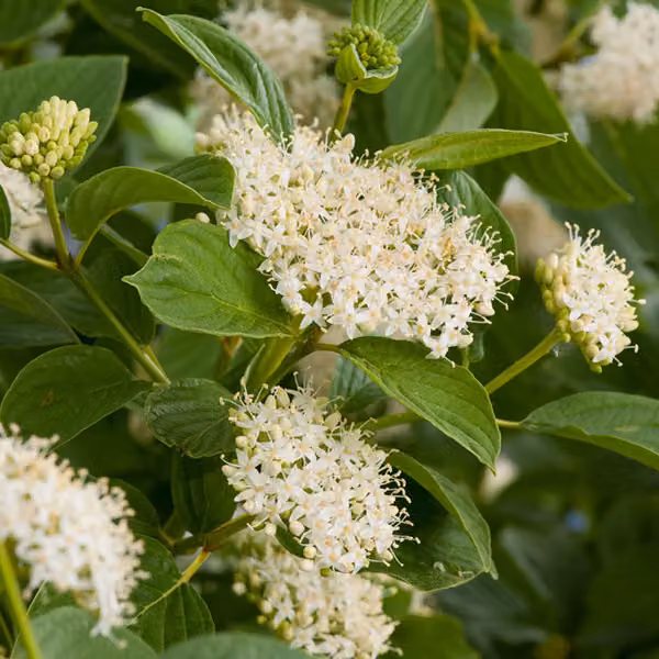 2 piante di *Cornus sericea* 'Flaviramea' (Hartriegel), alte 60-80 cm, in vaso