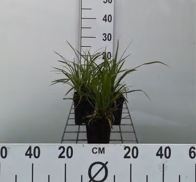 6 x Carex morrowii - carice giapponese - vaso 9 x 9 cm