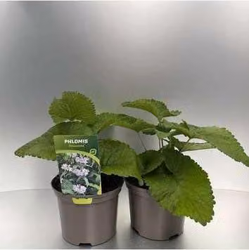 6 x Phlomis tub. 'Amazone' - Alga di fuoco - vaso 9 x 9 cm