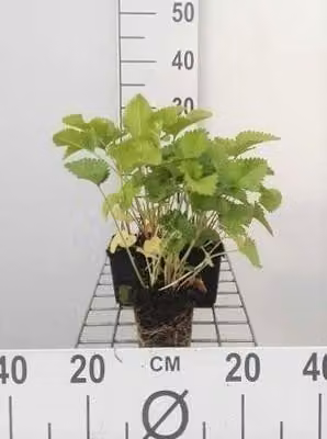 6 x Stachys grandiflora 'Superba' - Erba - Vaso 9 x 9 cm