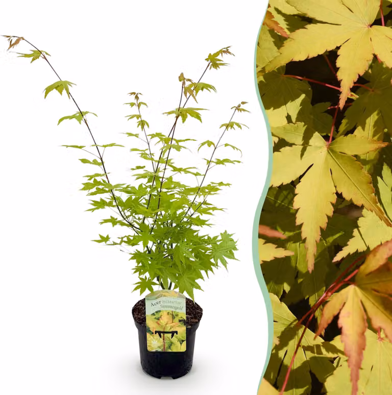 Pianta da terrazzo - Acero giapponese - Acer palmatum Summergold - Giallo - 1 Pianta - Deciduo - 60-70cm - Ø25cm - Pianta da giardino