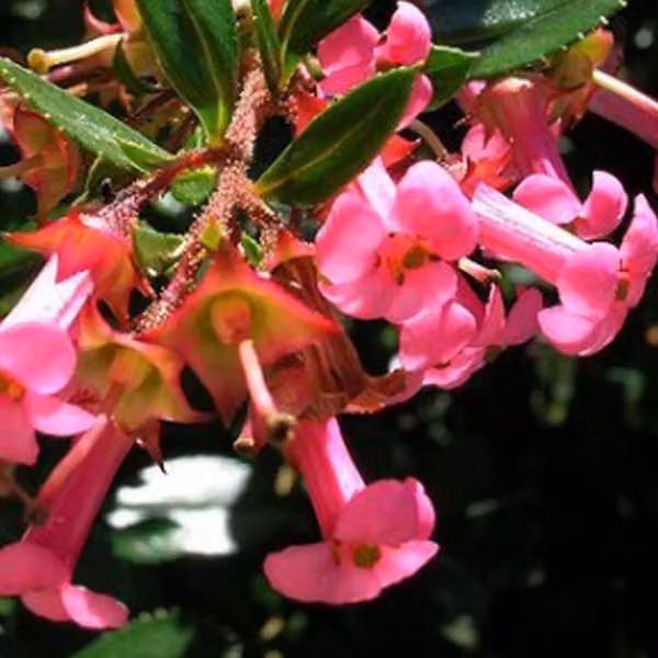 2 piante di *Escallonia rubra macrantha* | Altezza: 40-50 cm, coltivate in vaso
