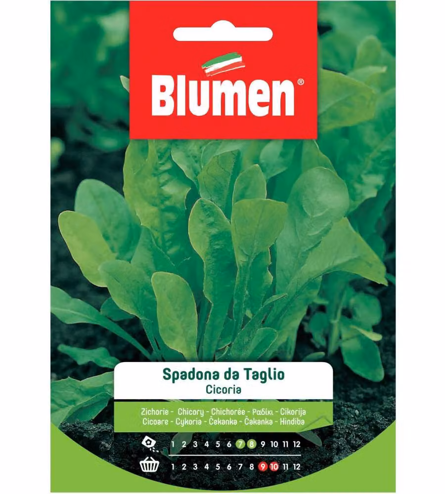 Blumen Cicoria Spadona da Taglio - Semi da orto verde scuro 1 confezione