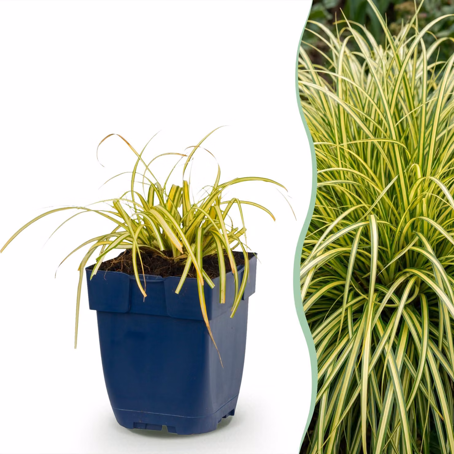 Carex oshimensis Evergold - Carice giapponese - A foglia perenne - Giallo-verde - 15-25cm - Ø11cm - Pianta da giardino