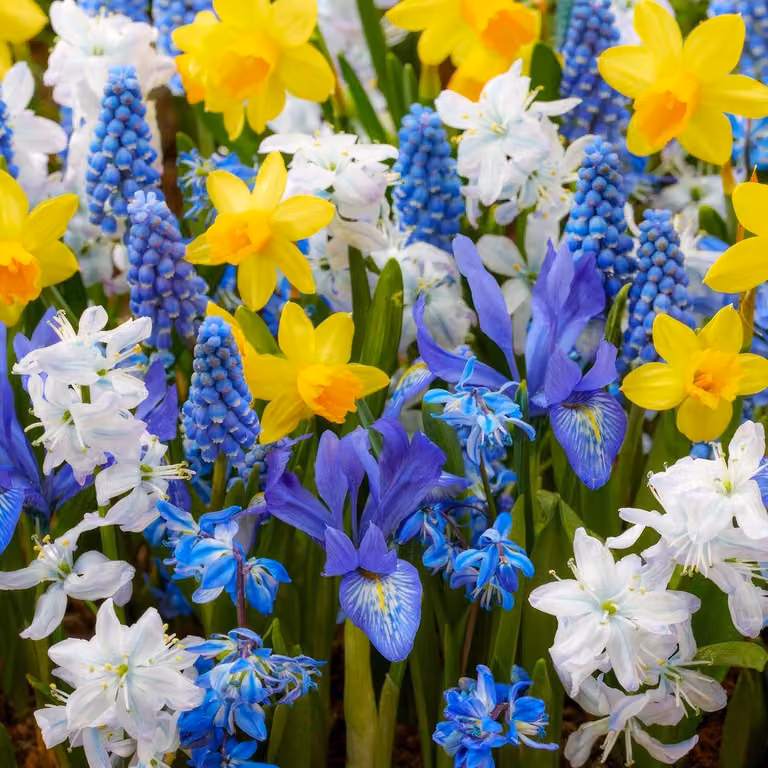 Bulbi da fiore perenni, resistenti al gelo - Mix di bulbi da fiore per la primavera, blu e gialli - 50 bulbi - Tulipani/Narcisi/Giacinti - Qualità olandese - Adatti per giardino, vasi e balconi