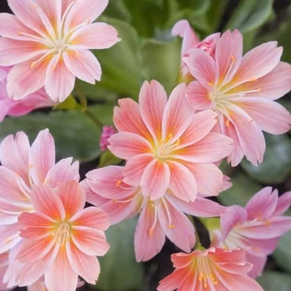 6 piante di Lewisia cotyledon (Bitterwurz), in vaso da 9x9 cm