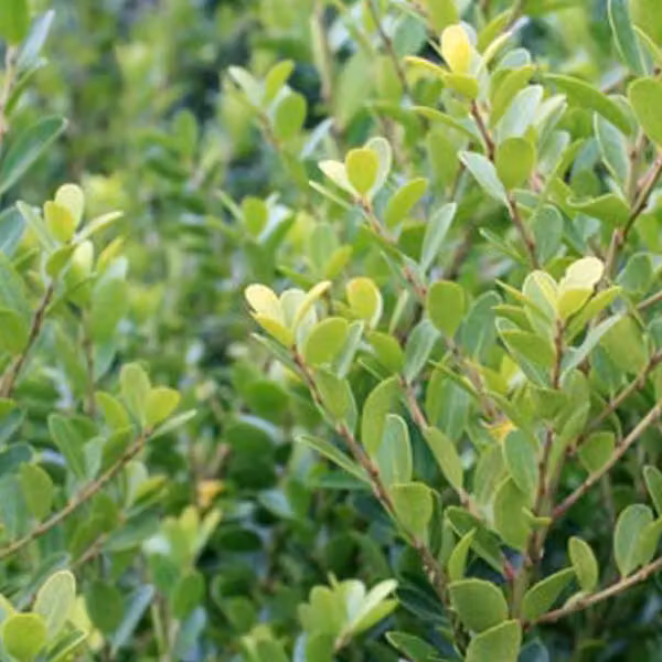 2 piante di *Ilex crenata* 'Green Hedge', varietà a foglia persistente, adatte per siepi | Altezza: 30-40 cm, coltivate in vaso