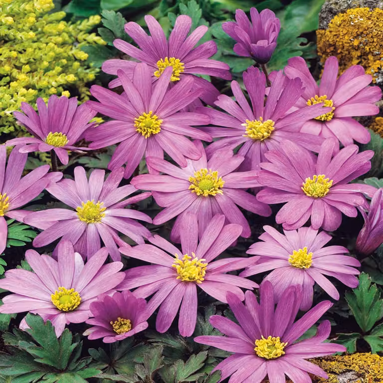 Anemone greca Anemone Violet Star 10 pz Bulbi di anemone