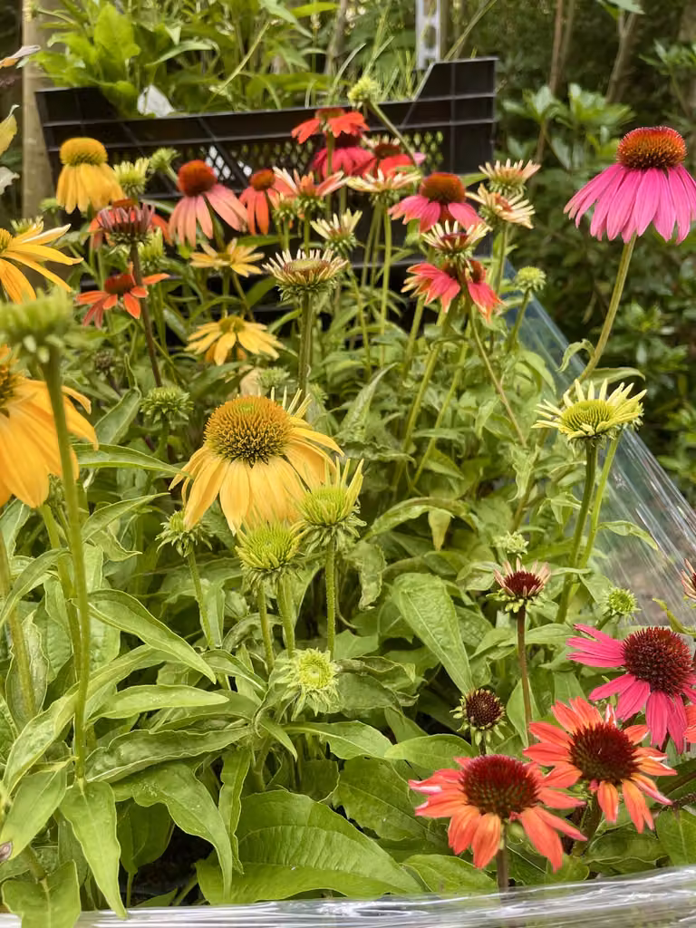 6 x Echinacea purpurea 'Cheyenne Spirit' - Echinacea - vaso 9 x 9 cm