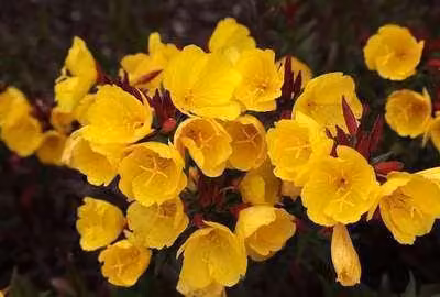 6 x Oenothera frut. 'Sonnenwende' - Nachtkerze - Topf 9 x 9 cm