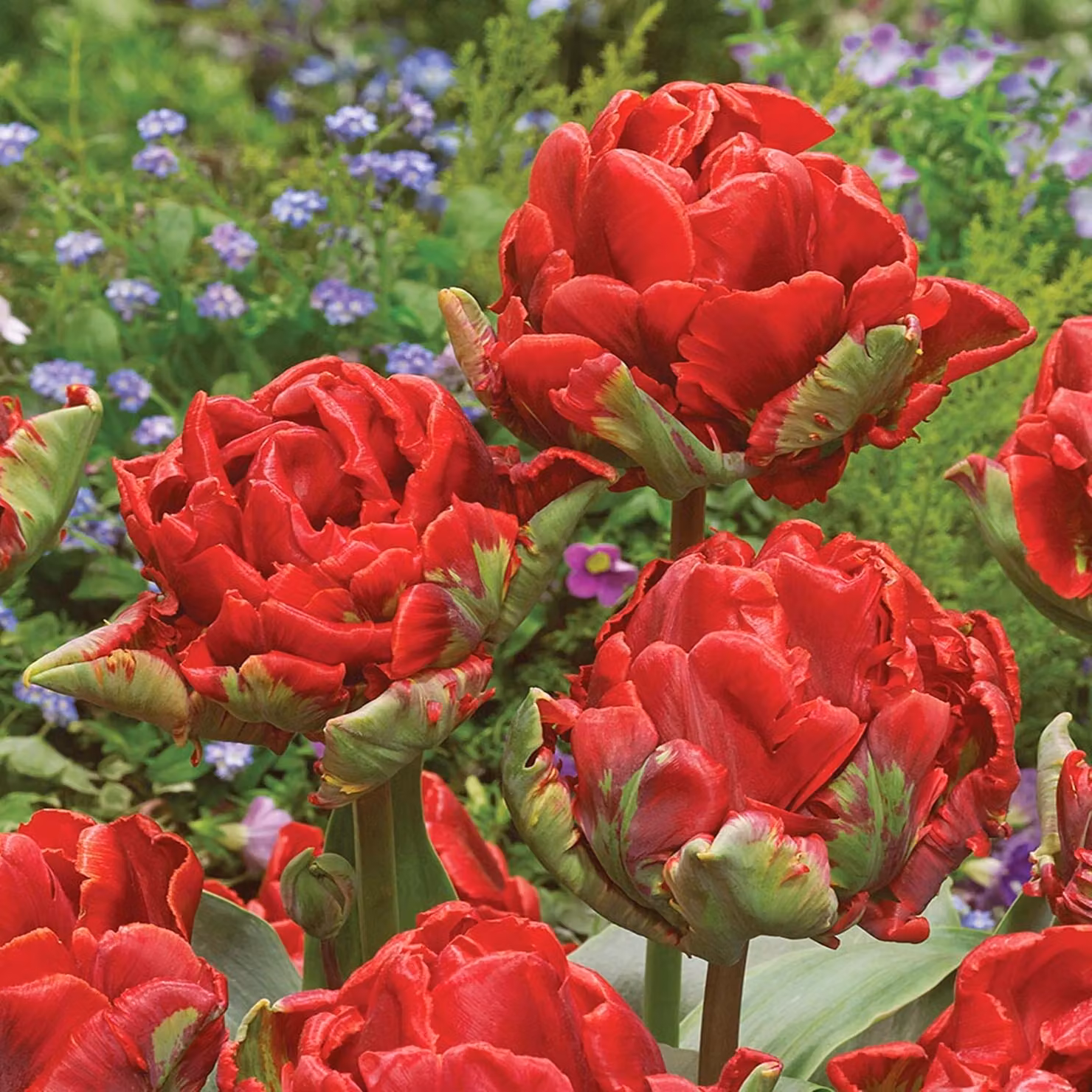 Tulipani Bulbi Bulbi Fiori Pappagallo Tulipano Rococò 5 pz.