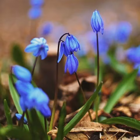 6 bulbi di Scilla siberica (Blausternchen) | Vaso da 9x9 cm