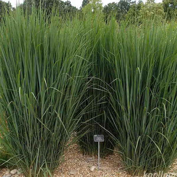 6 piante di Panicgrass 'Northwind' | Vaso da 9x9 cm