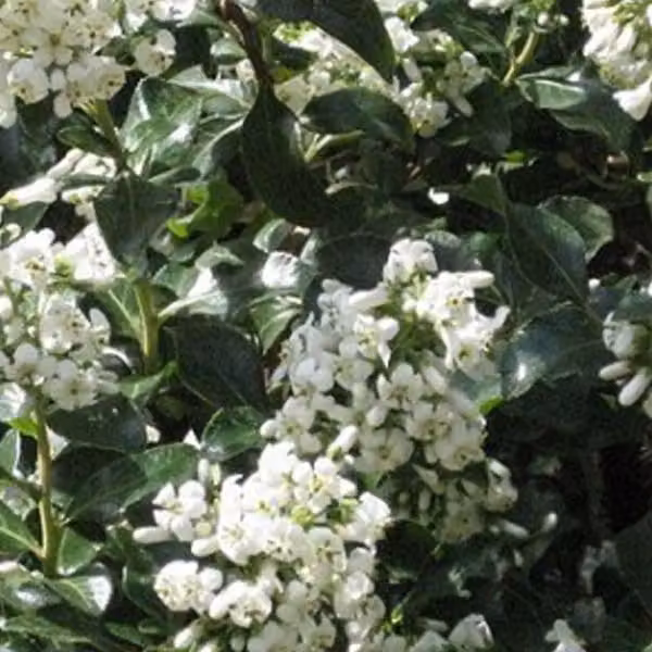 2 piante di Escallonia 'Iveyi', alte 30-40 cm, in vaso