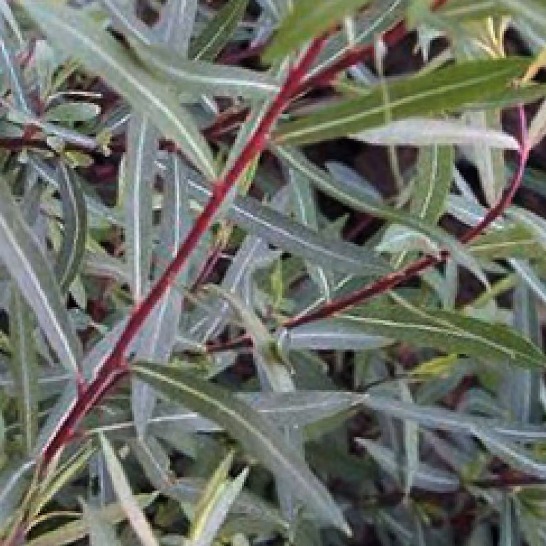 2 piante di Salice piangente nano (Salix purpurea 'Nana') | Altezza: 50-60 cm, fornite in vaso