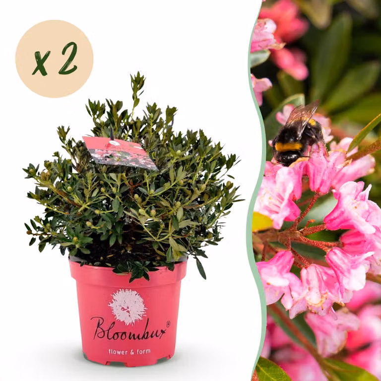 Rododendro nano - Rhododendron Bloombux Magenta - Bosso da fiore - Bassa manutenzione - Fiore rosa - 2 piante - 45-55cm - Ø23cm - Pianta da giardino