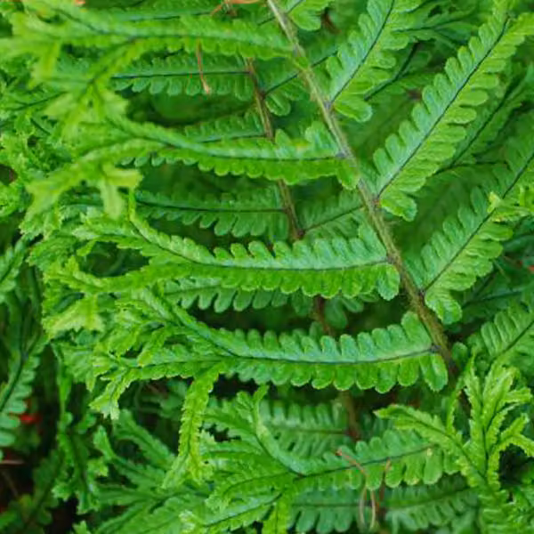 6 felci "Goldschuppenfarn" (Dryopteris affinis) | Vaso da 9x9 cm