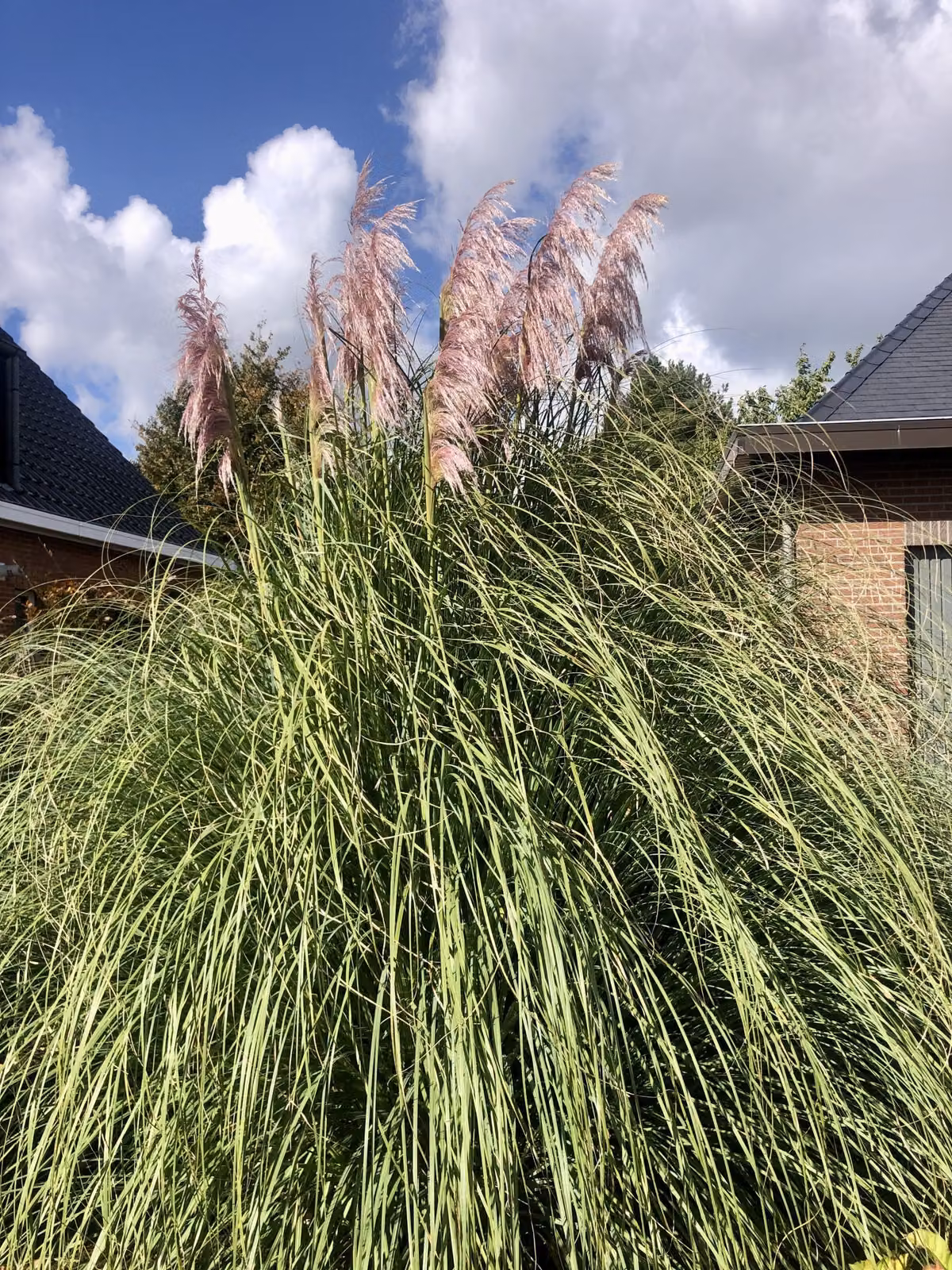 6 x Cortaderia selloana 'Rosea' - P9 - Erba della pampa in vaso da 9 x 9 cm