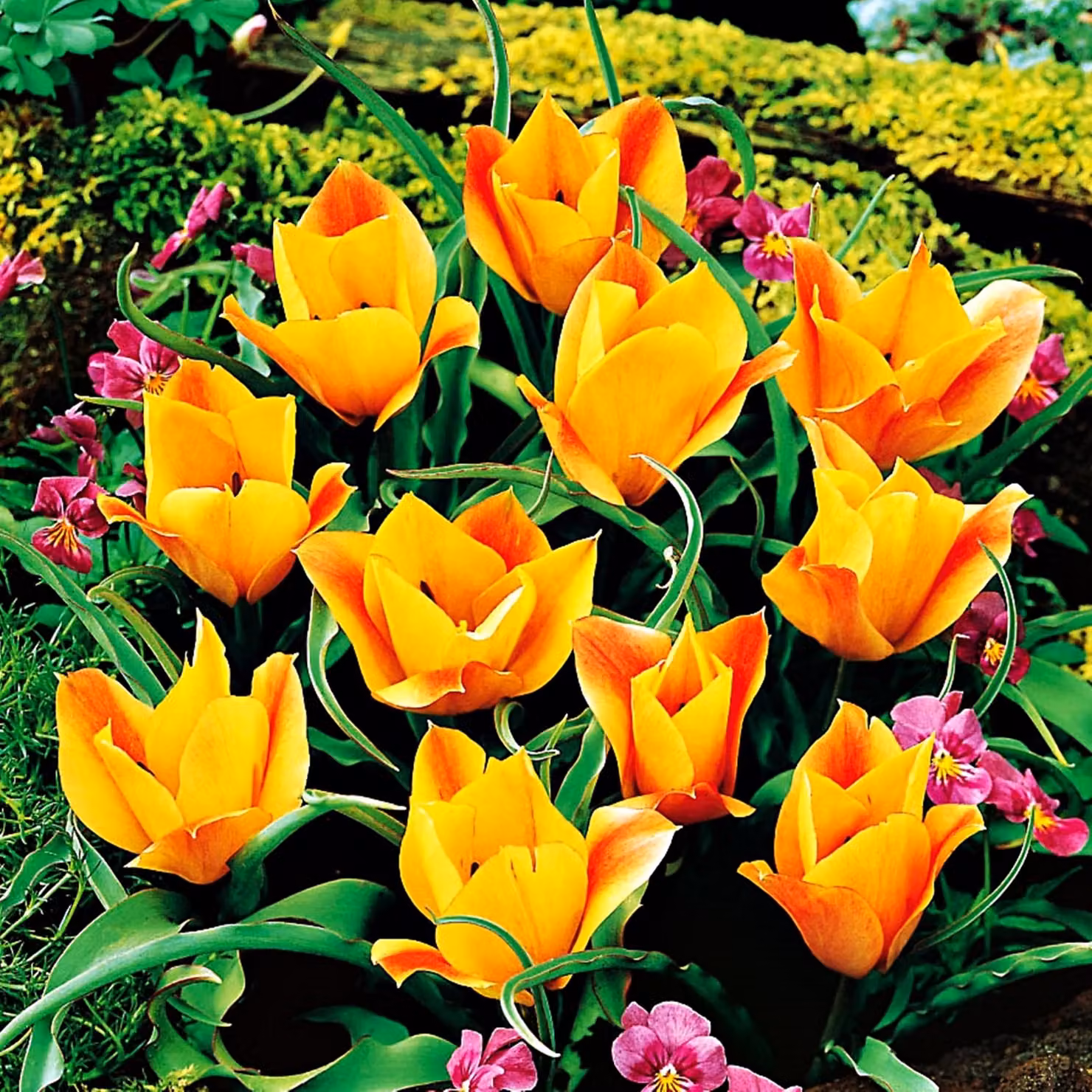 Tulipani Fiore Bulbi Bulbi Fiori Botanici Tulipano Bronzo Charm 5 pz.