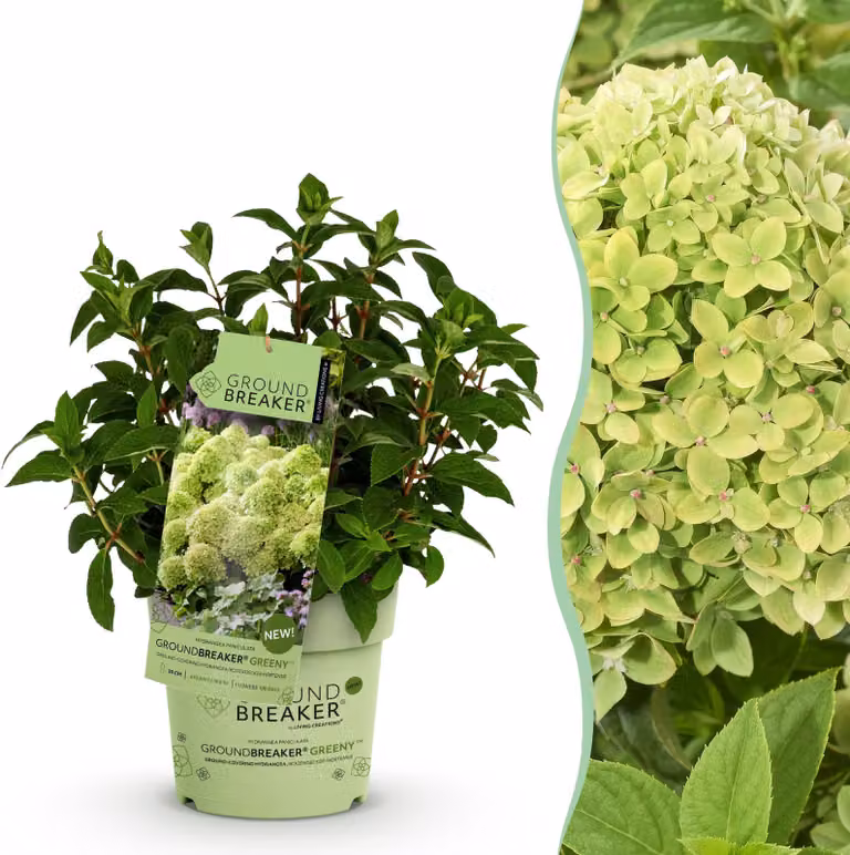 Hydrangea panniculata Groundbreaker Greeny - Plum Hydrangea - Hardy - Cream - 20-25cm - Ø14cm - Pianta da giardino