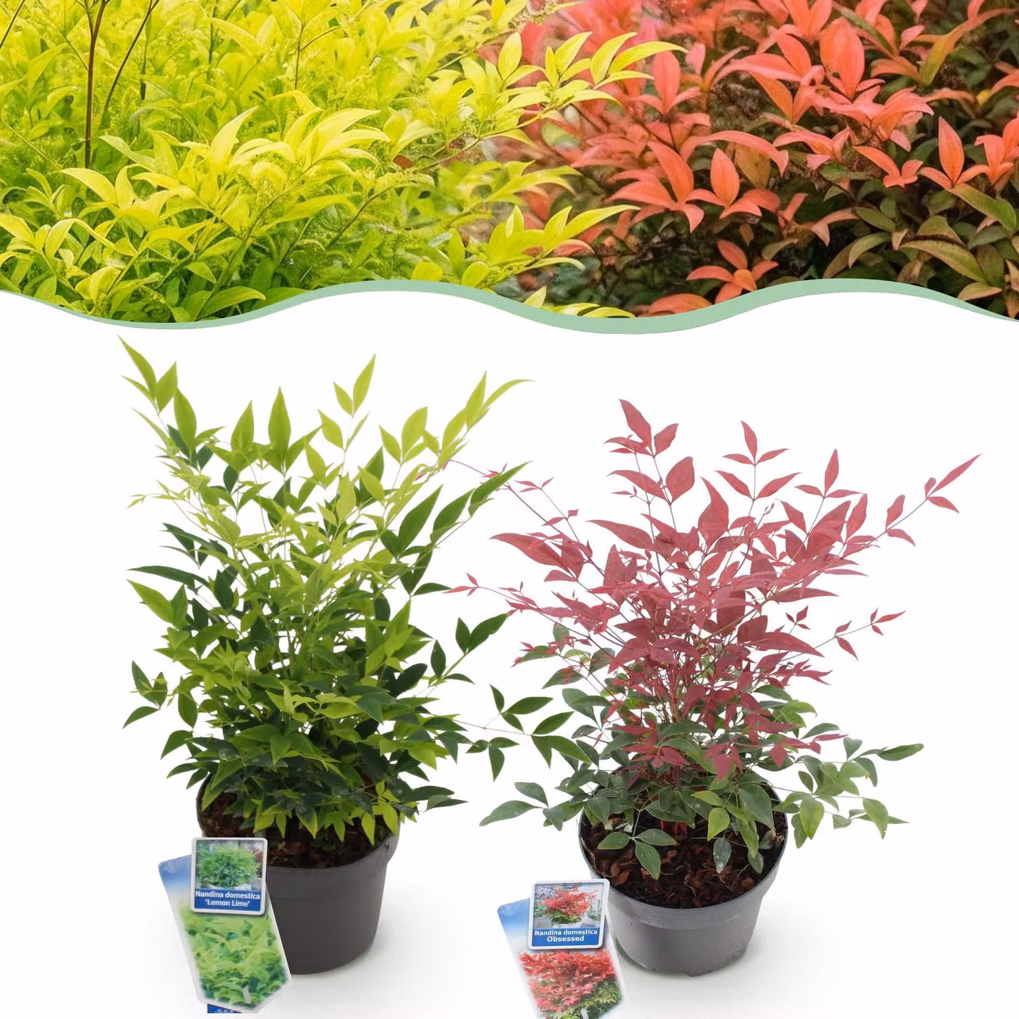 Nandina Duo - Giallo e rosso - 2 piante - Sempreverde - Bassa manutenzione - 35-45cm - Ø17cm - Pianta da giardino