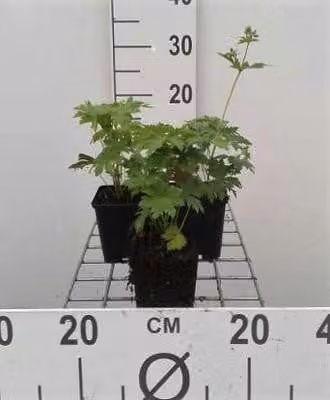 6 x Geranium sylv. mayflower' - Becco di cicogna - Vaso 9 x 9 cm