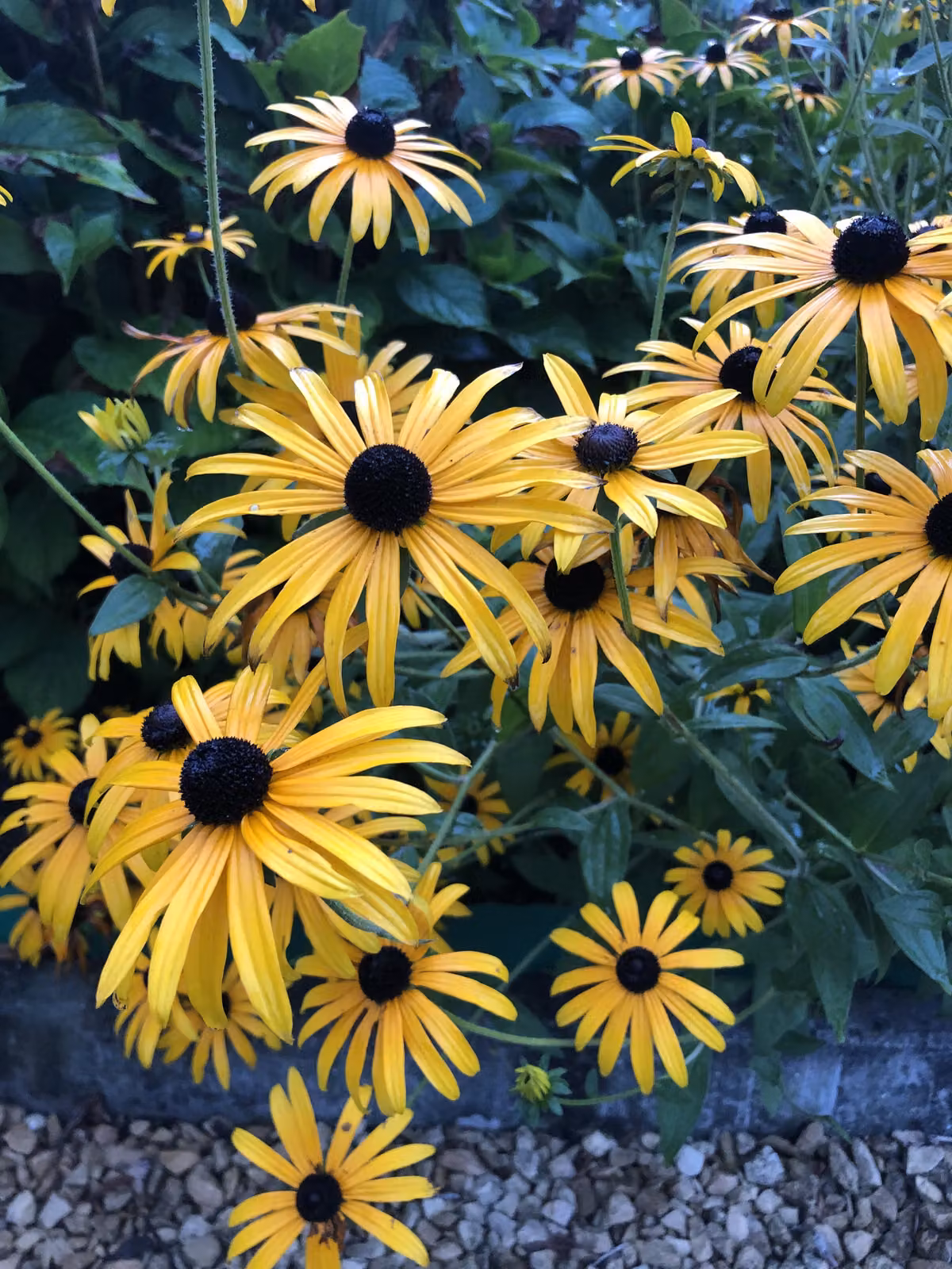 6 x Rudbeckia Fulgida 'Goldsturm' - Vaso di fiori di conifera 9cm x 9cm