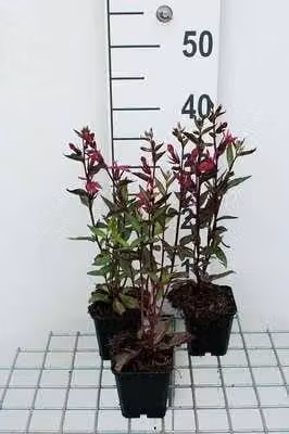 6 x Lobelia 'Tania' - Lobelia - vaso 9 x 9 cm