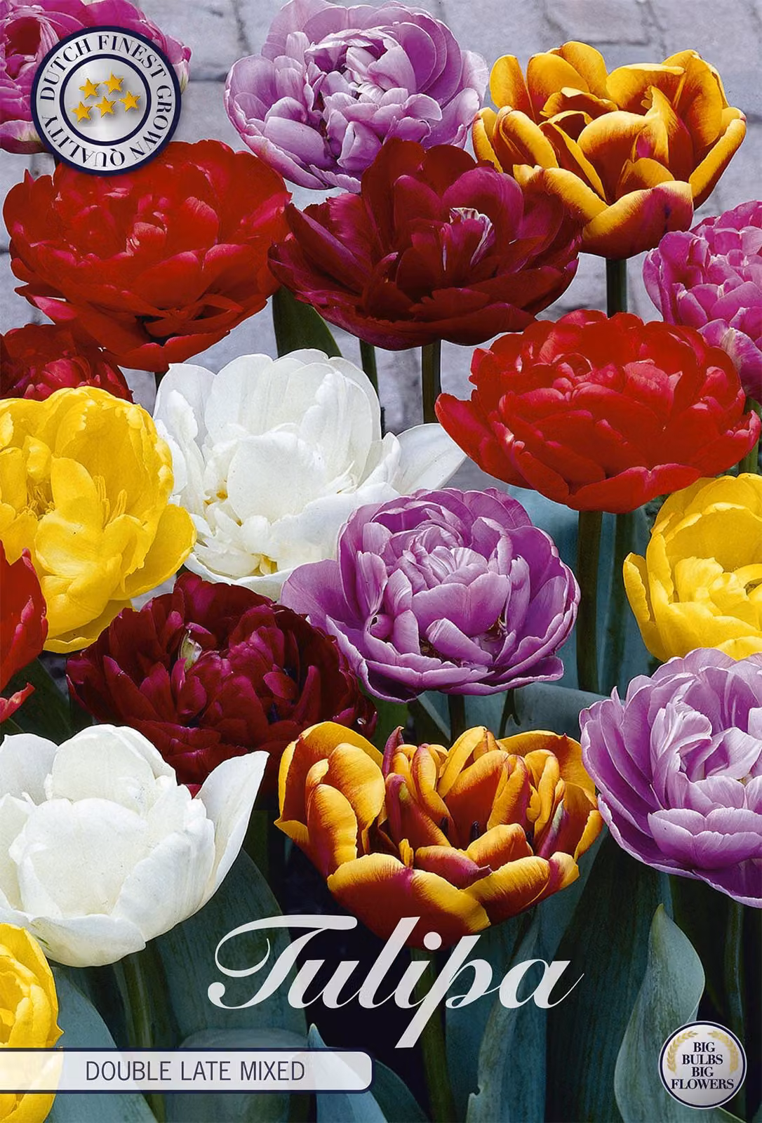 Tulipano Double Late Mix (10 bulbi) | Bulbi di tulipano di Sam van Schooten