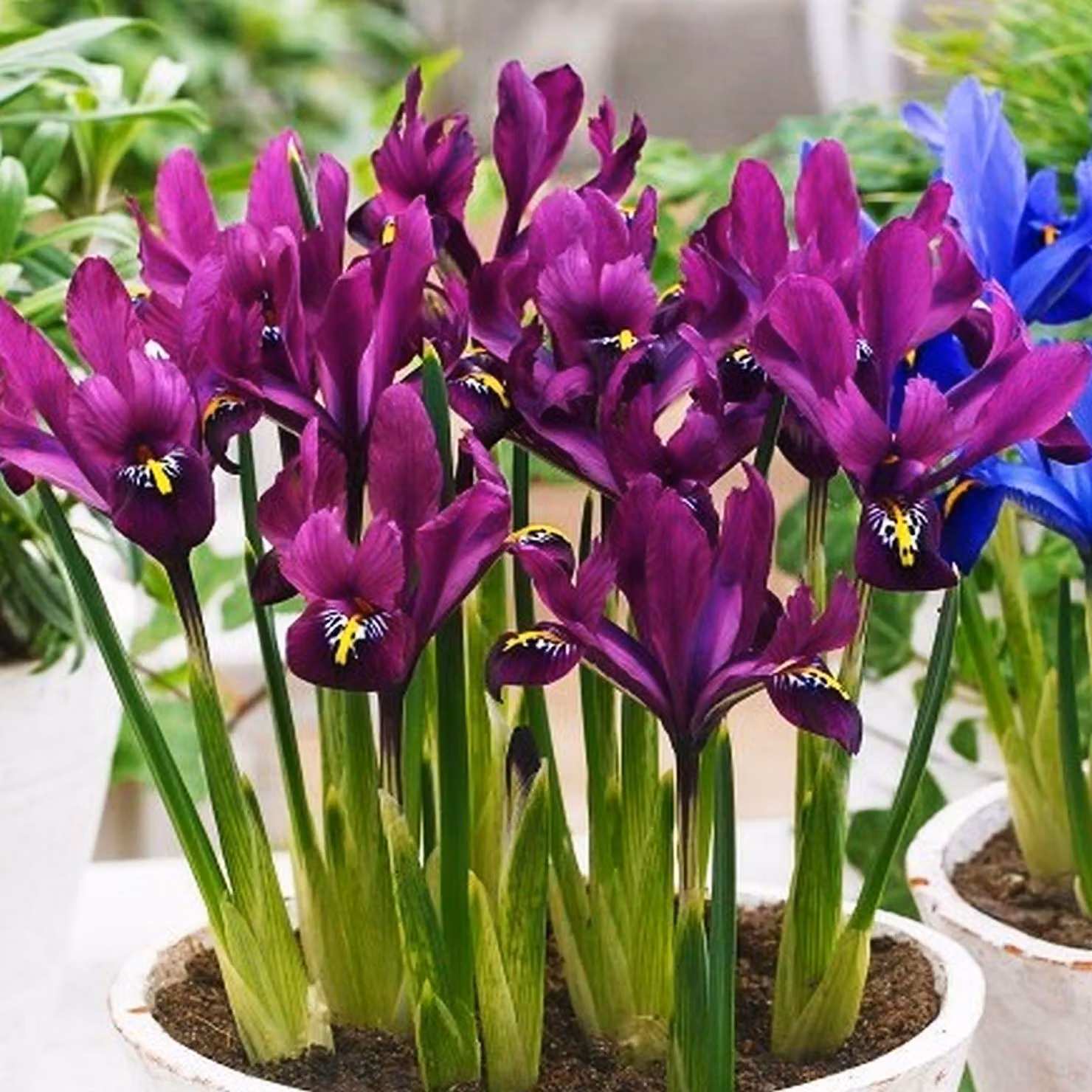 Bulbi da fiore Bulbi da fiore Fiori Iris nettata S.J. Dijt 10 pz.