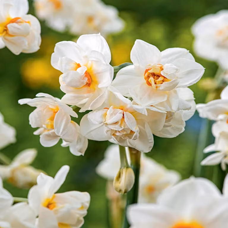 Bulbi di giunchiglia Bulbi di fiori Narcisi doppi Abba 5 pz.