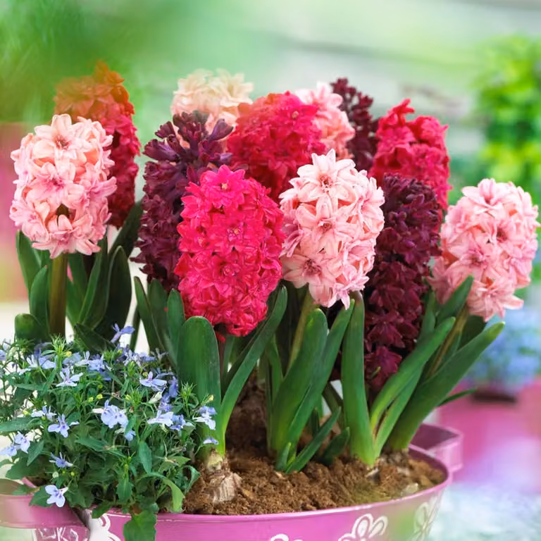 Bulbi di giacinto, resistenti al freddo invernale, perenni - Mix "Cuori Gemelli" - 10 bulbi - Profumatissimi bulbi da fiore - 3 colori - Piante provenienti dall'Olanda - Adatti per giardino, vaso o terrina (bulbi di grandi dimensioni, senza semi)