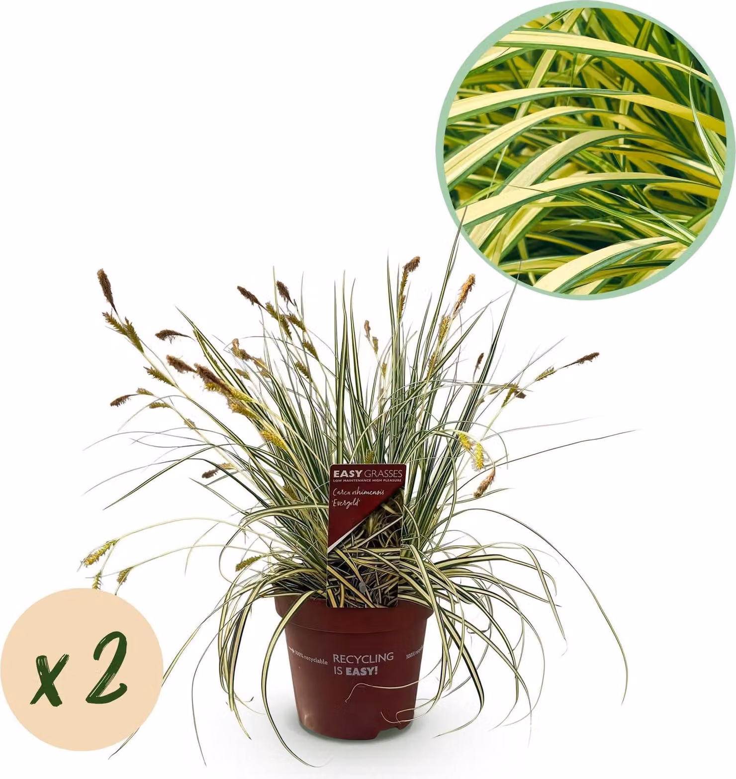 Erba ornamentale Carex oshimensis 'Evergold' - Sempreverde - 2 piante - Ø17cm