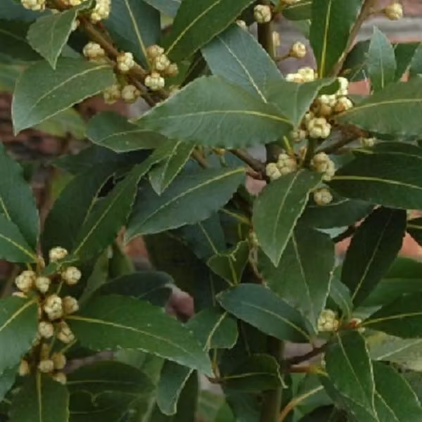 6 piante di alloro vero (Laurus nobilis) | Vaso da 9x9 cm