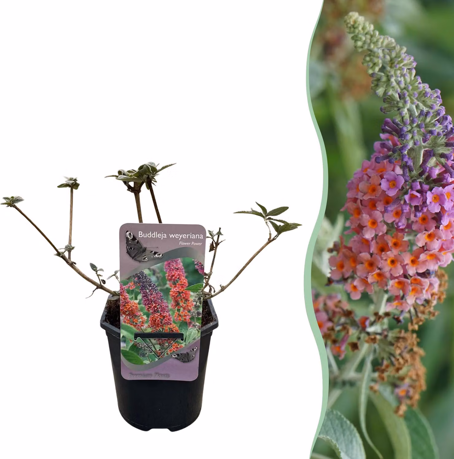 Arbusto delle farfalle - Buddleja davidii Flower Power - Fiore arancione viola - 1 Pianta - Deciduo - Attira le farfalle - 30cm - Ø18cm - Pianta da giardino
