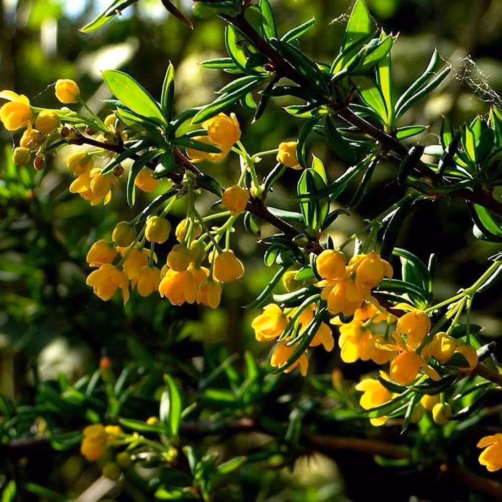 2 piante di Berberide (Berberis stenophylla), alte 40-50 cm, fornite in vaso