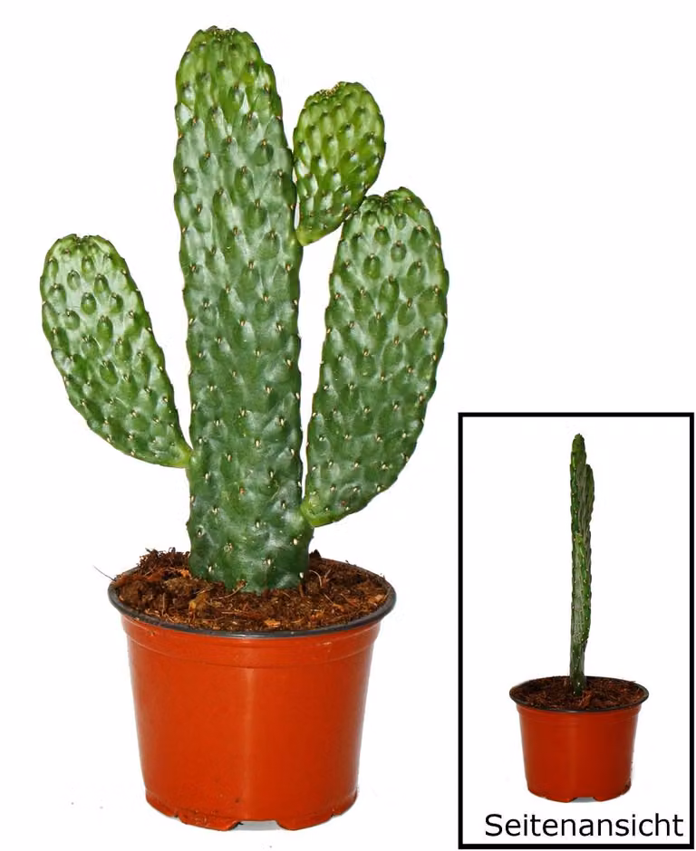 Cactus Road Killus - Consolea rubescens - Cactus auricolare piatto - vaso da 12cm