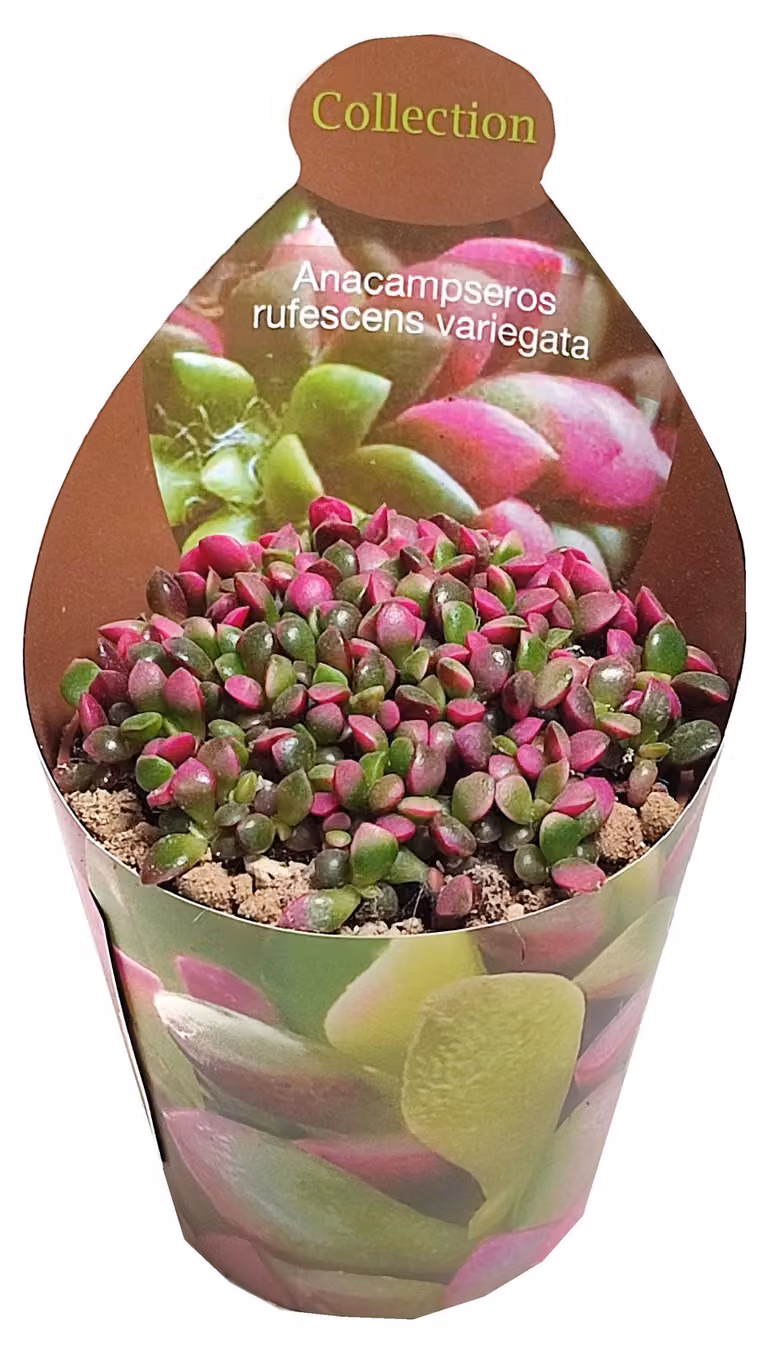 Anacampseros rufescens variegata - Suculenta arcobaleno - Rarità - 6,5cm vaso - 15cm alta