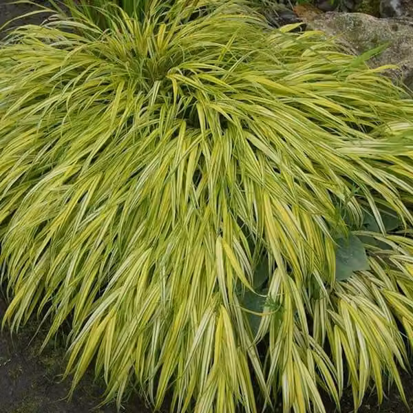 6 piante di Hakonechloa macra 'Aureola', erba ornamentale giapponese dorata | Vaso da 9x9 cm