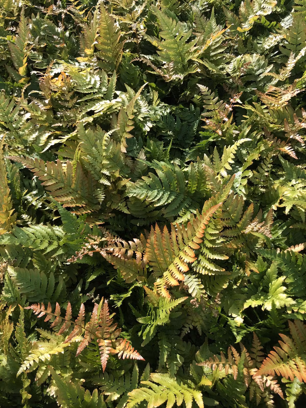 6 x Dryopteris erythrosora - Felce a velo rosso - vaso 9 x 9 cm