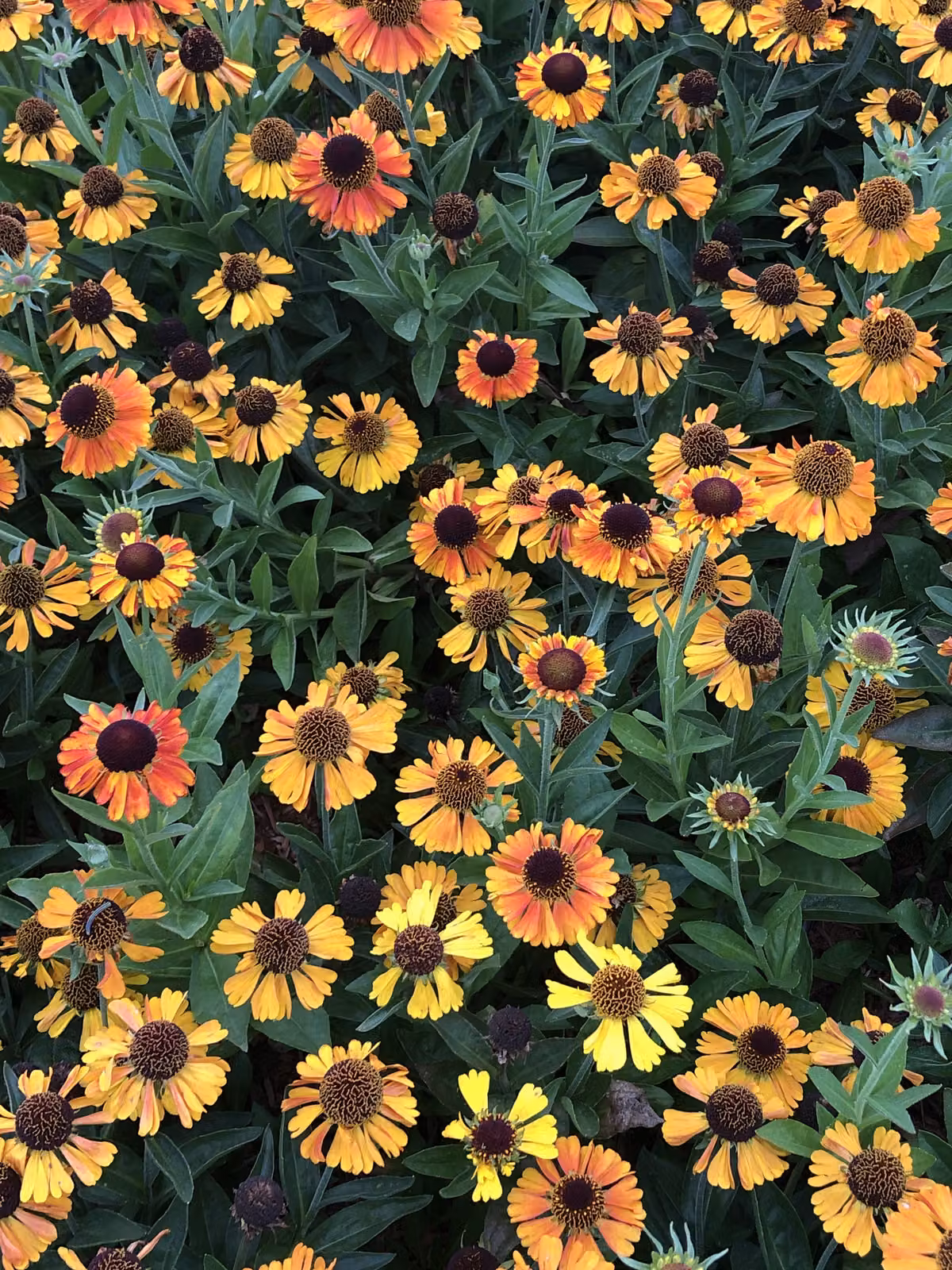 6 x Helenium hybr. 'Short'n Sassy' - Girasole - vaso 9x9 cm