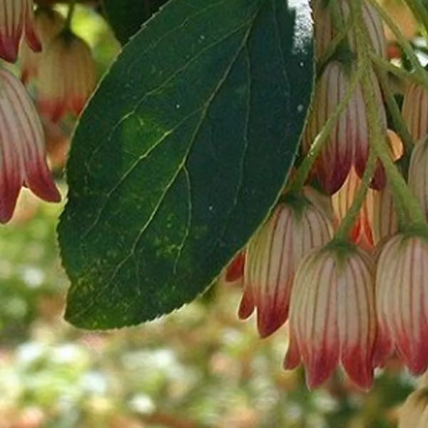 Enkianthus campanulatus (Prachtglocke) | 40-50 cm, in vaso